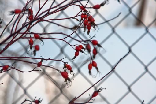 Free Stock Photo of Dogrose