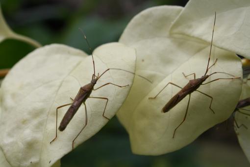 Free Stock Photo of Couple of bugs on green flower