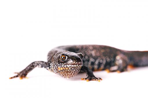 Free Stock Photo of Lizard on White