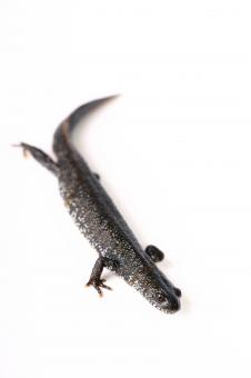 Free Stock Photo of Exotic Lizard