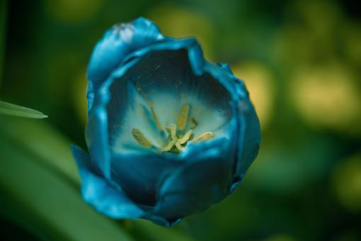 Free Stock Photo of Tulip