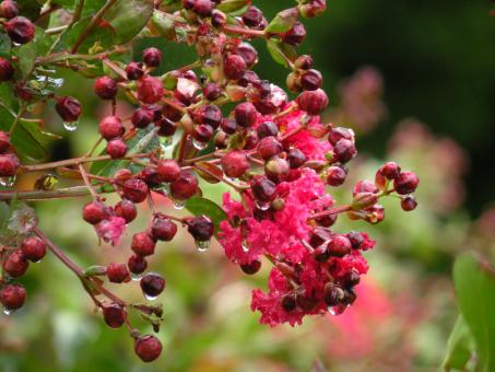 Free Stock Photo of Flowering in Rain