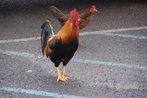 Free Stock Photo of Wild Hawaiian Chickens