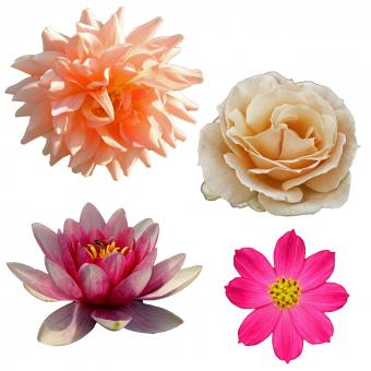 Free Stock Photo of Isolated Flowers