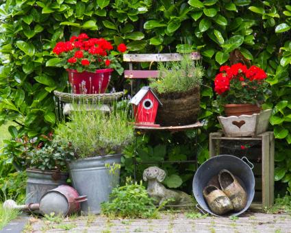 Free Stock Photo of Garden