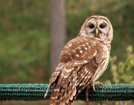 Free Stock Photo of Close-up of a barred owl