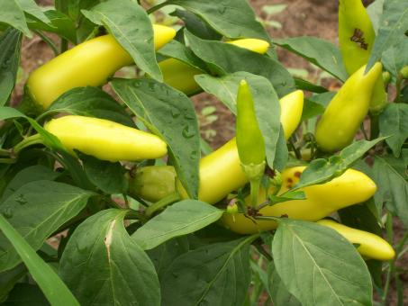 Free Stock Photo of Banana Peppers