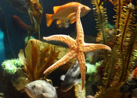 Free Stock Photo of Close-up of a starfish under water