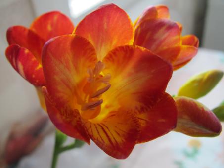Free Stock Photo of Spring flower