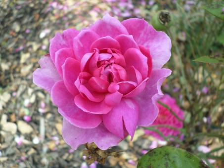 Free Stock Photo of Pink Camellia