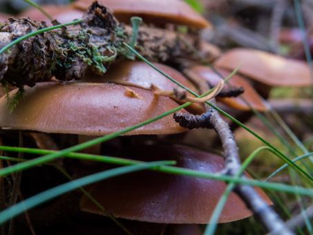 Free Stock Photo of Mushrooms
