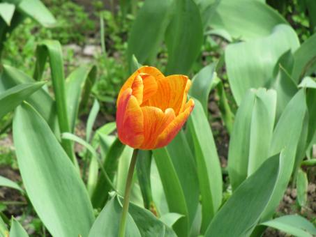Free Stock Photo of Pretty orange tulip flower