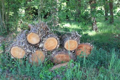 Free Stock Photo of Tree logs