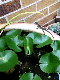 Free Stock Photo of Lizard resting near water