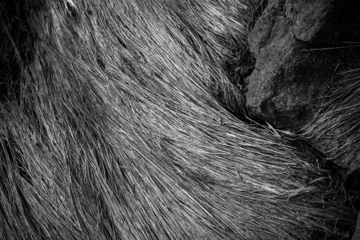 Free Stock Photo of Fallen Grass Texture
