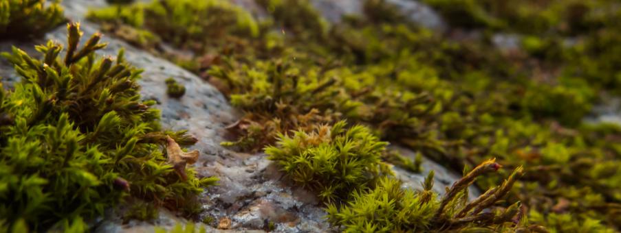 Free Stock Photo of Macro path 