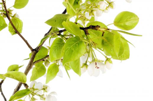 Free Stock Photo of white flowers