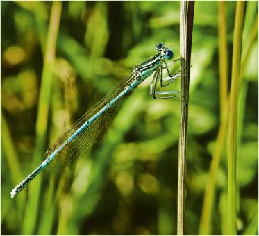 Free Stock Photo of Dragonfly