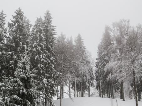 Free Stock Photo of A beautiful winter in woods