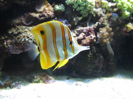Free Stock Photo of Tropical fish