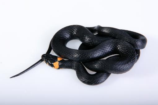 Free Stock Photo of Grass-snake