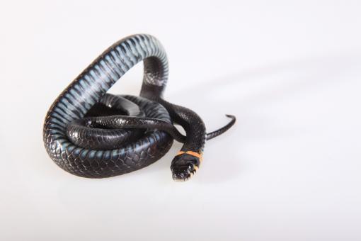 Free Stock Photo of Grass-snake