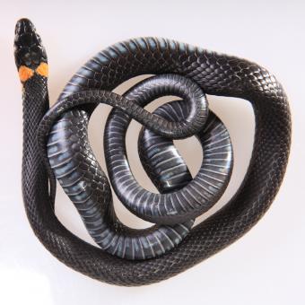 Free Stock Photo of Grass-snake