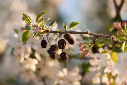 Free Stock Photo of spring flowers 