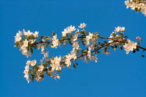 Free Stock Photo of spring flowers 