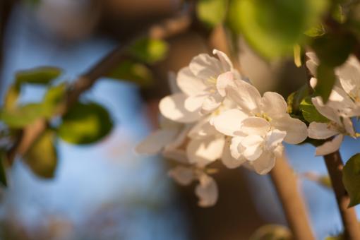 Free Stock Photo of spring flowers 