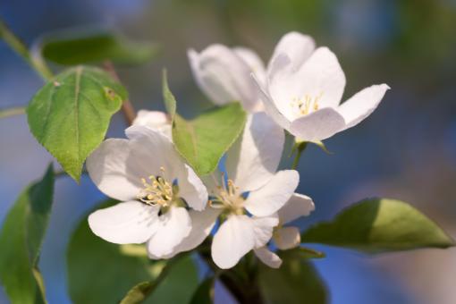Free Stock Photo of spring flowers 