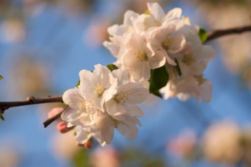 Free Stock Photo of spring flowers 