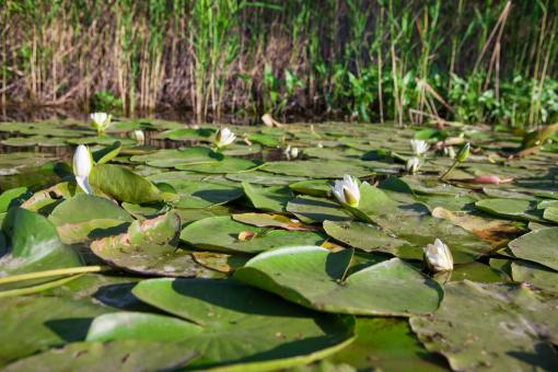 Free Stock Photo of lilies 