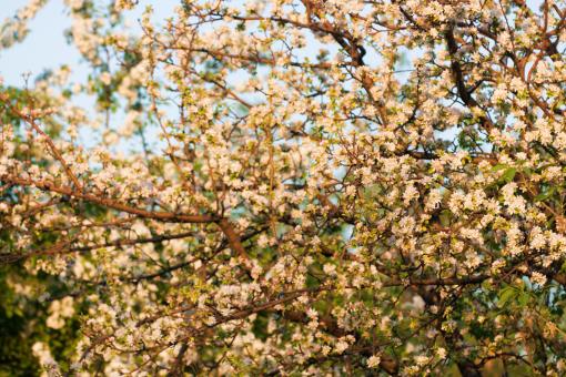 Free Stock Photo of Flowers