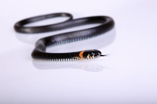 Free Stock Photo of Snake