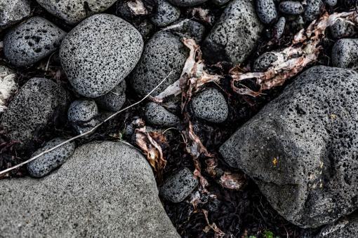 Free Stock Photo of Seaweed and Rocks Texture