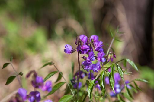 Free Stock Photo of flowers