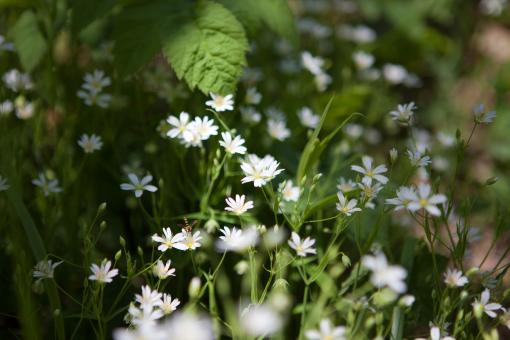 Free Stock Photo of spring flowers