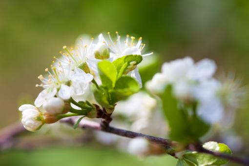 Free Stock Photo of spring flowers