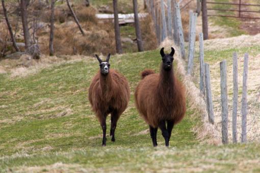 Free Stock Photo of Alpaca in field