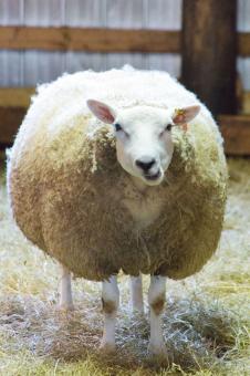 Free Stock Photo of Sheep feeding