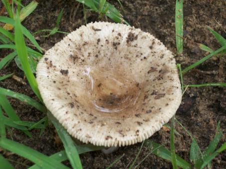 Free Stock Photo of Wild Mushroom