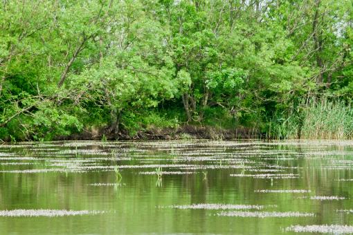 Free Stock Photo of Lakeside landscape