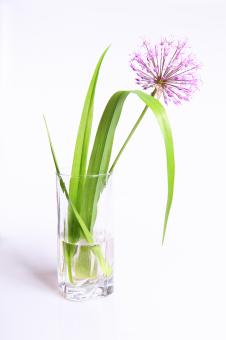 Free Stock Photo of Flower in glass
