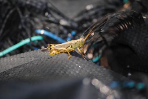Free Stock Photo of Wild Insect Closeup