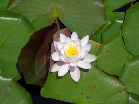 Free Stock Photo of Water Lily