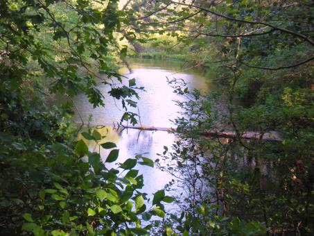 Free Stock Photo of Water In The Forest