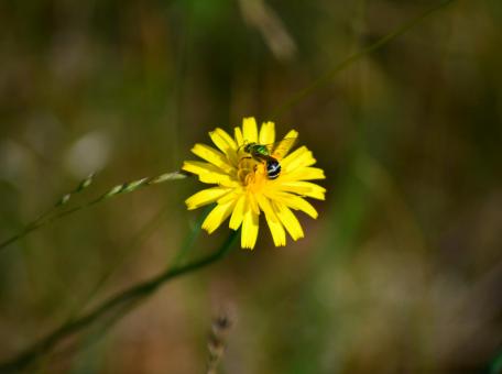 Free Stock Photo of Bee On Flower