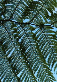 Free Stock Photo of Giant Fern Leaves - detail