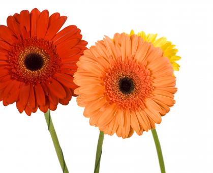 Free Stock Photo of Gerbera